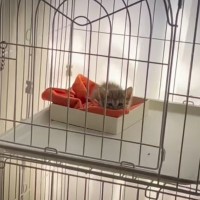 ソーっと戻ってきた飼い主→子猫が"すり寄ってきてくれる"と思ったら…想定外すぎた『まさかの行動』が47万再生「お見事」「可愛いｗｗ」