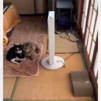 扉を開けたら、ヒーターのまえで２匹の猫が……『幸せあふれる光景』に癒されると109万再生「見るだけで幸せ」「本当にいるだけで可愛い」