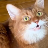 飼い主さんが喋りかけたら、"ごはん"と返事した猫！？→完璧すぎる『発音』に驚きの声続出「すごい」「はっきり聞こえる」と45万再生