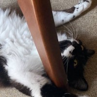 猫を実家につれて帰った結果…とんでもない格好で『くつろぎだす姿』が121万表示「見事なくつろぎっぷりｗ」「ダイナミック」とSNSで話題に