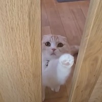 ドアをノックして飼い主を呼びに来た猫→ついて行った結果…『友だちの一大事を知らせる様子』に感動「優しい世界」「訴える姿が可愛すぎる」