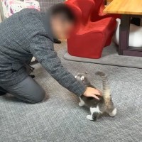 出張から帰ってきた飼い主夫婦→寂しがっていた猫たちと"感動の再会"かと思いきや……想定外だった『まさかの対応』に「笑った」「あるあるｗ」