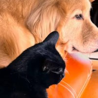 犬に拾われて育てられた黒猫→突然大型犬が家にやって来たときの反応は…？心温まる『感動の軌跡』が62万再生「にんまり」「愛を感じた」