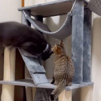 子猫がキャットタワーに登ろうとしたら、上にいたドジっ子な猫が…まさかの『衝撃的すぎる瞬間』が66万再生「職場で見てはいけなかった」