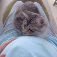 ママのお腹の中にいる"大切な存在"に気づき始めた猫が…『行動の変化』が素敵すぎると134万再生「すでに優しいお兄ちゃん」「感動した」