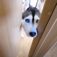 『涙目のハスキー犬が呼びに来た』→ついて行ったら、子猫が……まさかの"物"で遊んでいる姿が61万再生「匂いかな」「本当に賢い」