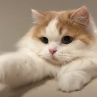 地震で眠れなくなってしまった飼い主に猫が……とんでもなく優しい『まさかの行動』が71万再生「惚れてまう」「イケニャン」と絶賛の声