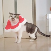 お腹が空きすぎた猫→我慢できなくなった結果…『衝撃のひとこと』に驚愕の声「凄すぎて鳥肌たった」「想像の10倍くらい喋ってた」と15万再生