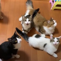 娘がおやつの準備をしていたら、気付いた5匹の猫が……可愛すぎる『催促の様子』が71万再生「驚くほどシンクロｗ」「たまらんね」