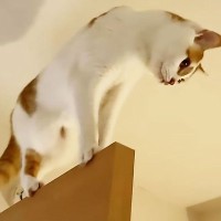 運動神経が良すぎる猫が『とんでもない所』に登って…見てるだけでヒヤヒヤする光景に「ライオンキングｗ」「バランス感覚すげぇｗ」の声