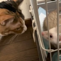 ネコ2匹を『新しい家族』に会わせてみた結果…『衝撃の表情』を見せる様子に思わず爆笑「可愛すぎｗ」「笑ってしまった」と反響続々