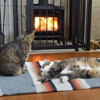 寒波が来て雪が降った日、薪ストーブをつけたら猫が…『みんなでぬくぬくと過ごす様子』に癒される人続出「幸せだね」「休日のおじさんみたい」