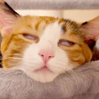 保護猫と暮らす一家が『とある1日』を撮影してみたら…爆笑の『クセつよ猫達の日常』が6.2万再生「ピアニストにマッサージ師」「可愛すぎ」