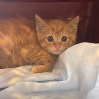 『ひとりぼっちで保護された子猫』→他の子たちと合流した結果が……「胸が熱くなった」「涙ぐんでしまった」と7万6000再生の反響