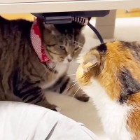 『元ボス猫』を家族に迎えたら『現女王』の先住猫が…爆笑の『塩対応』が46万回再生の大反響「強すぎｗｗ」「ぼやき最高ｗ」の声