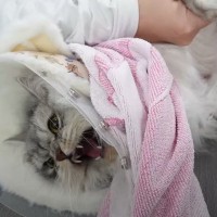 『他店を出禁になった猫』がサロンにやって来た結果…まさかの可愛すぎる光景が18万再生の反響「終始不満顔でかわいいｗ」「怒っとかな損ｗ」