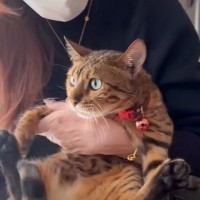 飼い主が『病院』と言った次の瞬間、猫が……文句が止まらない様子が可愛すぎると13万再生の反響「怒ってても可愛い」「お疲れニャンｗ」の声