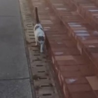 ３年越しに猫を『迎えにいった』結果…心温まる光景に涙が止まらないと15万再生の反響「よく頑張った」「本当にありがとう」の声