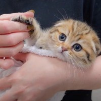 赤ちゃん猫たちの『お尻』を洗った結果……リアクションが愛おしすぎると悶絶する人続出「みんな可愛いね」「ふわふわで可愛い」