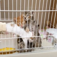 『早く出して』とアピールしてきた子猫たち→ケージの扉を開放したら……興奮した4匹の可愛すぎる反応に「ずっと見てられる」「癒された」