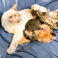 眠りたい先住猫のお腹に、4匹の子猫たちが……とてつもなく『平和な瞬間』に癒される人続出「なんて幸せな光景」「たまらん」の声