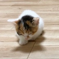 遊び疲れて眠くなってしまった赤ちゃん猫たち→ケージに向かおうとするも…『電池切れの様子』が尊すぎると悶絶の声「破壊力が凄い」「可愛い」