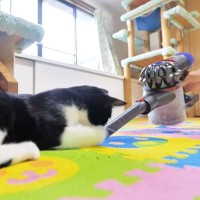 永遠の天敵『掃除機』を近づけたら、猫が…まさかの『予想外すぎる反応』に爆笑！「途中から脂肪吸引ｗ」「これぞ ホントの猫吸いｗｗ」の声