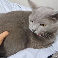 飼い主がオリジナルソングを歌いながら『猫のお尻』を揉んだら…思わず吹き出す爆笑のやり取りに「揉み過ぎは禁物ｗ」「機嫌がいいんだかｗ」の声