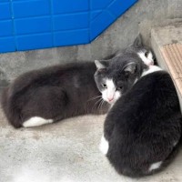 ケガのせいで離れ離れになってしまった猫→数日後…支え合って生きていた2匹の『再会の様子』に「泣いちゃった」「涙が止まらなかった」の声