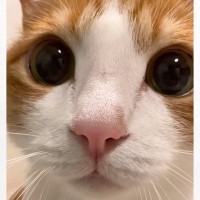 帰宅後に『遊ぼう』と猫を誘ってみたら、興奮して…あまりにも可愛すぎる反応が150万再生「やばいずっと見てられる」「あぁ可愛い」