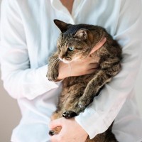 『人間不信』になっている猫に絶対にしてはいけない5つのこと　怖くて緊張している猫の気持ちを考えて