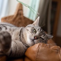 愛猫が『めんどくさい…』と思っているときのサイン4選　見落とすと不機嫌になっちゃうかも？