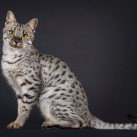 野性味たっぷりな『ヤマネコ風の猫種』4選！性格はやっぱりワイルド？飼い方のポイントも