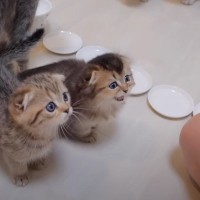 ご飯を待っている子猫→用意に時間がかかると…待ちきれない子猫の『可愛すぎる行動』が125万再生「あまりの可愛さに感動」「たまらん」