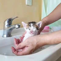 初めてのお風呂に挑戦した赤ちゃん猫→嫌がるかと思いきや……まさかの反応に癒される人続出「本当に可愛い」「素晴らしい」の声