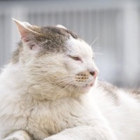 愛猫の『介護』を始めたほうがいいのはいつ？逃したくない4つのタイミング