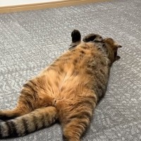 運動不足で『わがままボディになってしまった兄猫』に妹猫が……まさかの展開に驚愕する人続出「天才で笑った」「凄いのを覚えたね」と絶賛