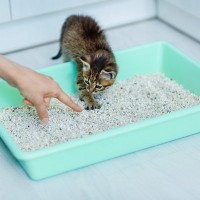 猫に『トイレトレーニング』をするときのポイント4選　猫は比較的ラクと言うけど、本当？