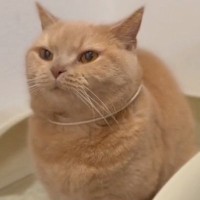 うんちするときは力が入っちゃうみたい……猫のトイレ中『まさかの表情』が可愛すぎると480万再生「ﾌﾝｯ」「気付いたら真似してた」