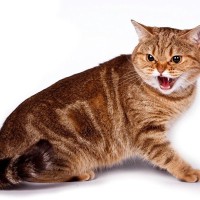 『気性が激しい猫』に共通する3つの特徴とうまい付き合い方　すぐ噛んだり暴れたり…なぜ？