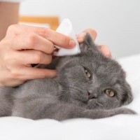 猫の『耳のケア』は絶対しないとダメ？お手入れ方法4選と、サボると起きるやっかいなトラブル