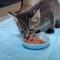 保護子猫がごはんの味を知った結果…すさまじい『食べっぷり』に癒される人続出「爆食すごい」「可愛すぎて笑ってしまった」の声