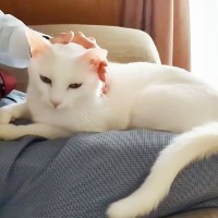 父と息子で『どちらが猫からの好感度が高いか？』を検証→父の評価が…爆笑の結末が12万再生「ガチで悔しがってるｗ」「不毛な最下位争いｗ」