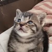 遊び疲れて次々と眠っていく赤ちゃん猫たち→1匹だけ目が開いていると思ったら…可愛すぎる瞬間に悶絶の声「たまらない」「母性が爆発しそう」