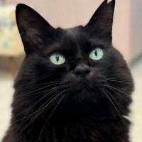 ふわっふわのクロネコを撫でつけた結果…想像以上の『大変身』に「普段私服の人のスーツ姿みたいな“良さ”がある」「カッコいい」と27万表示