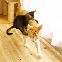 『もうすぐ里親の元へ旅立つ子猫』大好きな先輩猫に構ってほしくて…尊すぎる『送り出し』に「本当に優しいですね～」「お世話お疲れ様」の声