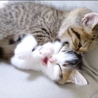 じゃれ合う2匹の子猫→喧嘩に発展してしまい…激しすぎる『兄妹喧嘩の光景』が91万再生「喧嘩する程仲が良い」「愛情表現が激しいｗ」