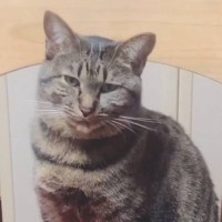 「情けない顔ｗ」通常時はドッシリとしている猫→新入りの子猫がやって来た結果…『衝撃のリアクション』が65万再生「にょぉってｗｗ」