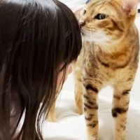 「じゃあ、猫に噛まれた人が負けね…」5歳の娘が突然『デスゲーム』を提案して…まさかの勝敗が2.2万再生「策士すぎるｗ」「娘さん？！」