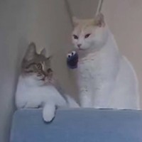 お留守番中の猫たち→『いつもと様子が違う』と思ったら……まさかの光景に爆笑する人続出「おもろすぎるｗｗ」「顔で笑ったｗ」と56万再生